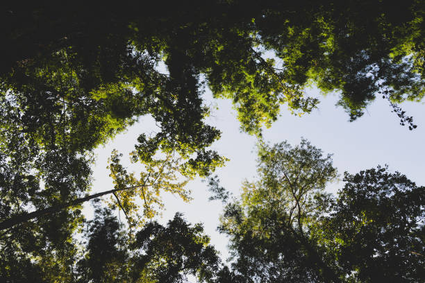 istock Light and trees, Green Summer Forest Park background 1140095565