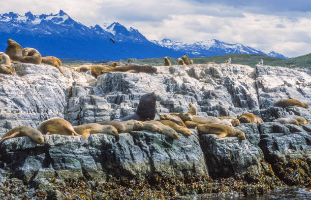 istock Sea Lions at the End of the World 1140095708