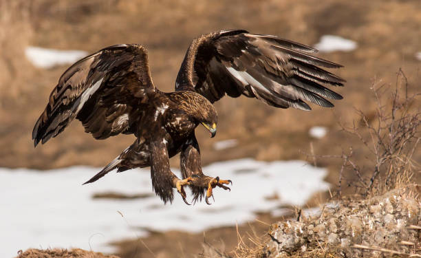 águila dorada en invierno - aguila real fotografías e imágenes de stock