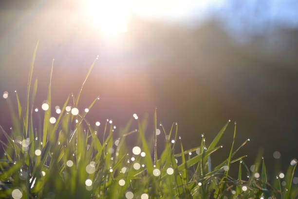 istock Fresh grass on field with dew drops at sunrise 1140095905