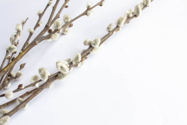 istock Willow on a white background for Palm Sunday. Willow catkins on white background copy space easter, willow twigs 1140096878