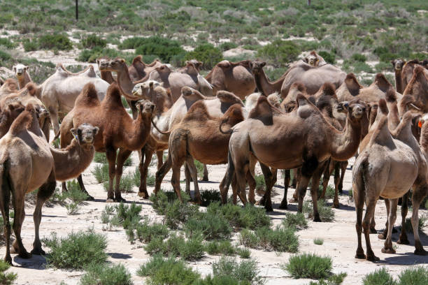 istock A herd of desert camels waking in the sand 1140097251