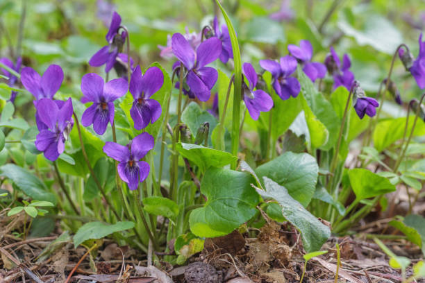 istock Violet violets flowers bloom in the spring forest 1140097365