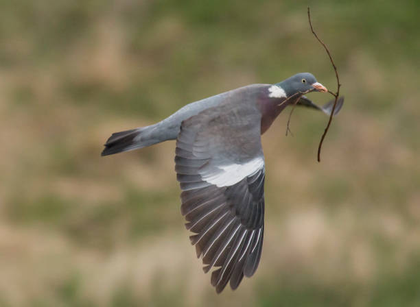 istock Woodpigeon bring stick for new nest 1140097602