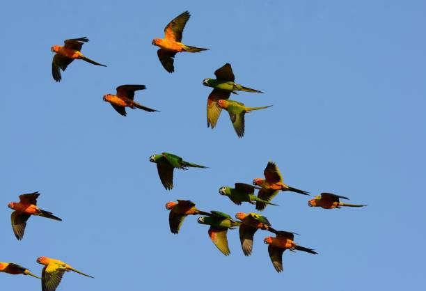 istock Sun Conure (Aratinga solstitialis) and Hahn’s Macaw (Diopsittaca nobilis nobilis) 1140098061