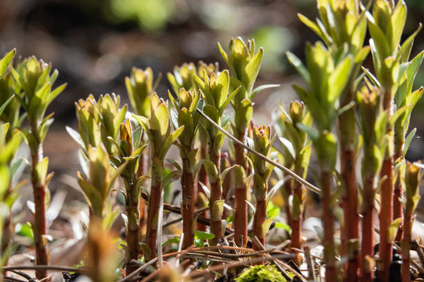 istock White Loosestrife Leaves Sprouting in Winter 1140098346