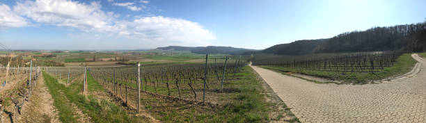 istock Vineyard panorama in Bavaria in early spring 1140099816