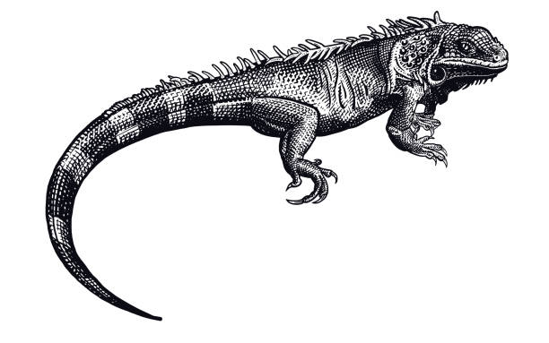 ilustraciones, imágenes clip art, dibujos animados e iconos de stock de iguana. reptil blanco y negro. lagarto aislado. - iguana