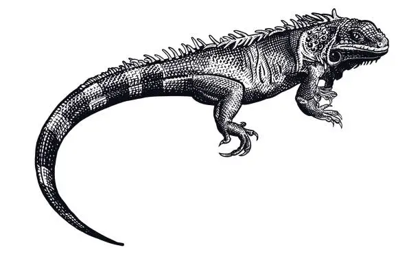 Vector illustration of Iguana. Black and white reptile. Lizard isolated.