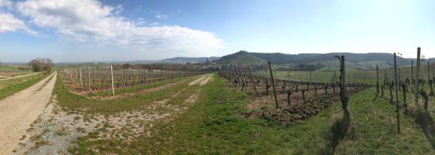 Vineyard panorama in Bavaria in early spring