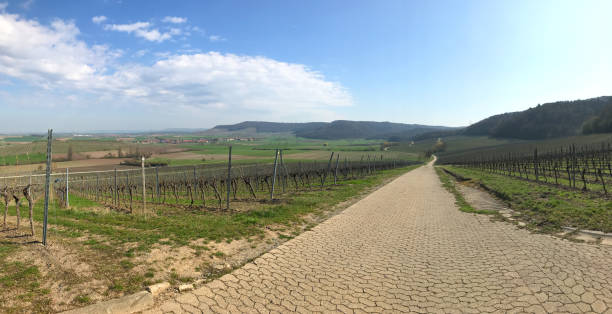 istock Vineyard panorama in Bavaria in early spring 1140100196