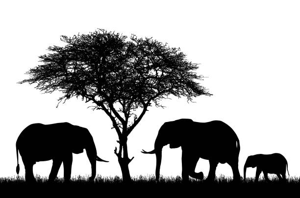 реалистичная иллюстрация с силуэтом трех слонов на сафари в африке. дерево акации и трава изолированы на белом фоне - вектор - elephant animal isolated white background stock illustrations