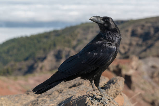 istock Crows on the Roque de los Muchachos on La Palma 1140101392
