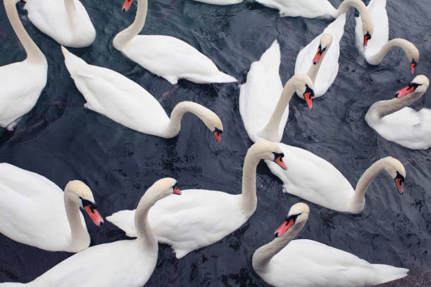 flock of white swans floating on dark water - wildfowl imagens e fotografias de stock
