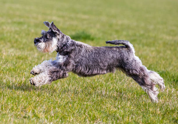 Mini schnauzer running and jumping on grass. stock photo