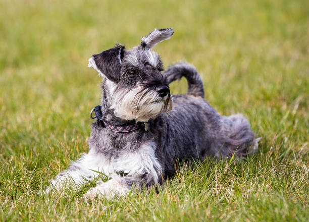 Mini schnauzer lying on grass with one ear raised, listening. stock photo
