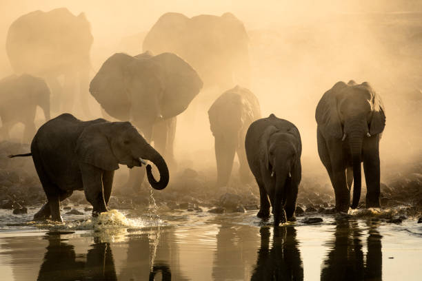 éléphants au trou d’eau d’okaukuejo au coucher du soleil avec la poussière jaune - sub saharan africa photos et images de collection