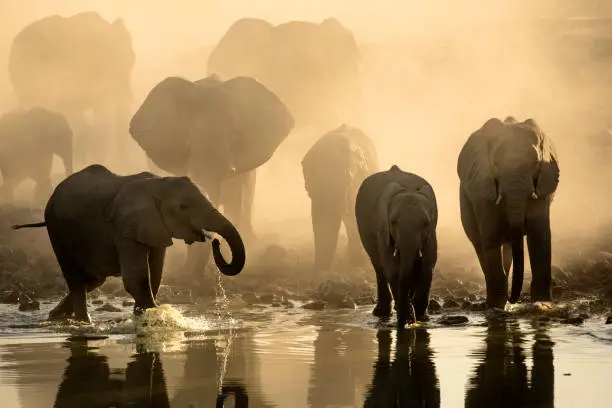 Elephants at Okaukuejo Water hole at sunset with yellow dust