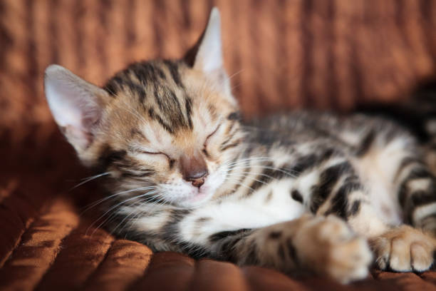 istock Cute bengal cat kitten at home 1140109984