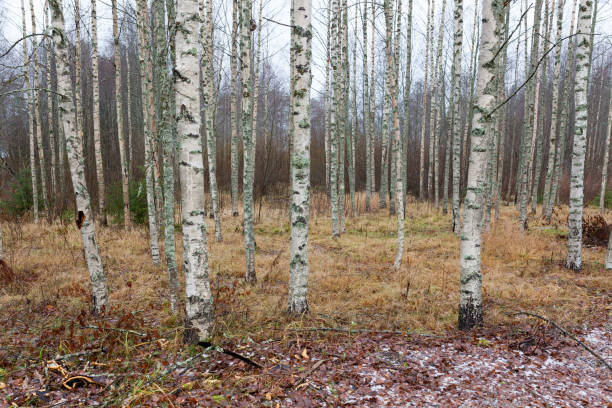 istock Birch forest landscape in Finland 1140109996