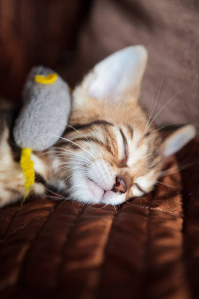 istock Cute bengal cat kitten at home 1140110011
