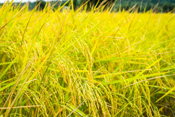 istock rice yellow gold in Thailand 1140111644
