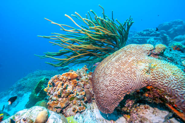 istock Underwater coral reef in Caribbean 1140112086