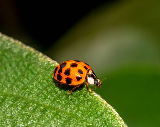 istock Magnificent ladybird, ladybird beetle. 1140112135