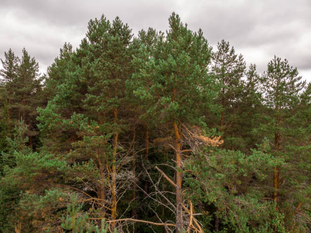 istock View of the summer forest from the drone 1140112744