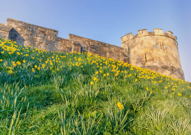 istock City walls with daffodils. 1140113414