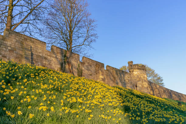 istock City walls with daffodils. 1140113429