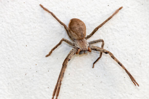 istock A close up view of a very large spide 1140113746