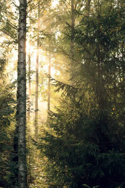 Sunrise sun rays through foliage