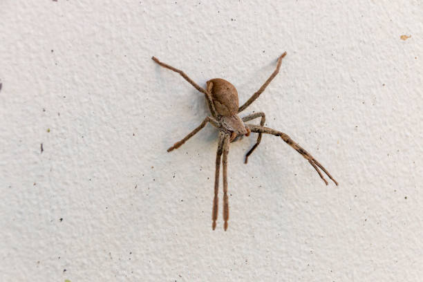istock A close up view of a very large spide 1140115528