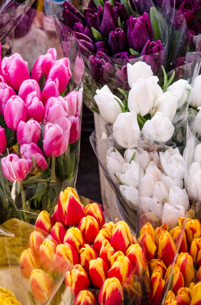 istock colorful tulips close up 1140116081