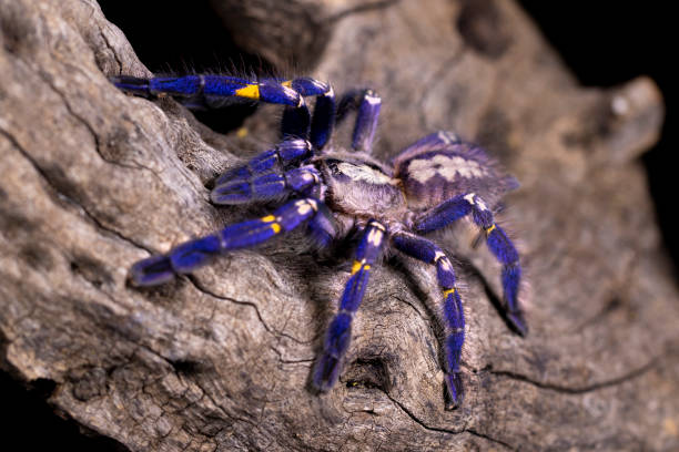 istock Poecilotheria metallica 1140118008