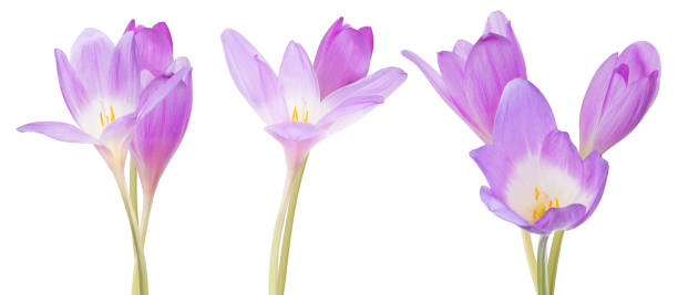 istock three groups of lilac crocus flowers on white 1140118933