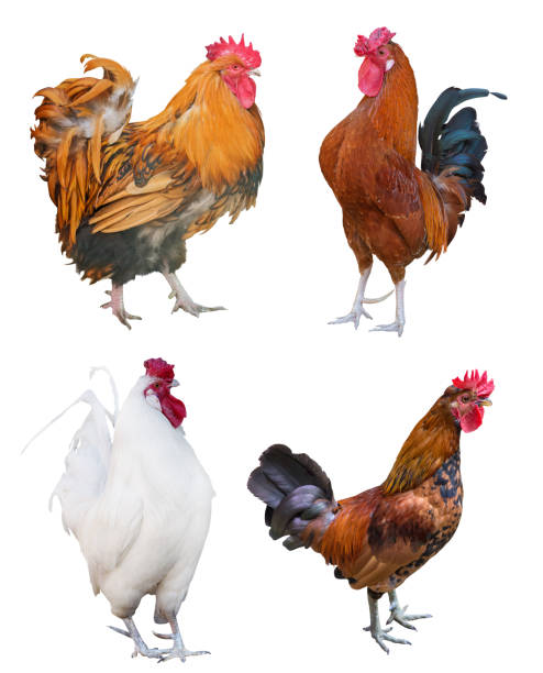 istock four isolated roosters collection 1140119626