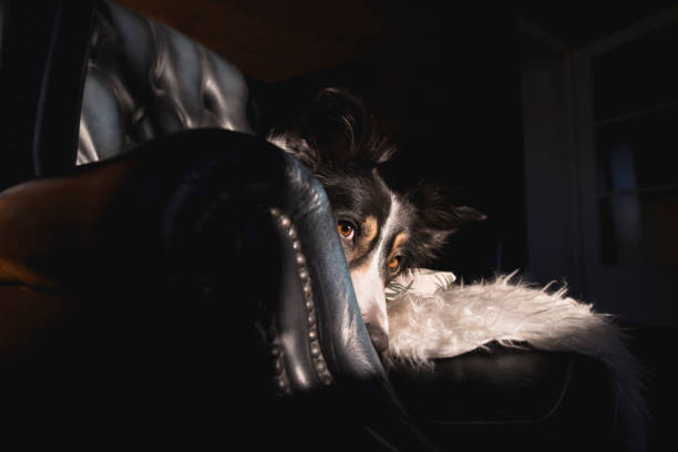 Border Collie looking around the corner of a black chair.