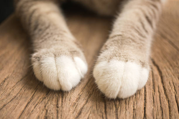 istock One pair of cute cat legs 1140121131