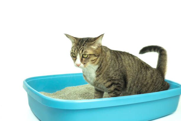 istock The excretion of cats is routine daily. 1140121687