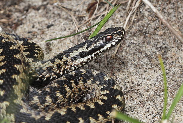 Common European Adder Common European Adder (Vipera berus) adult female sunning on sand dunes"n"nEccles-on-Sea, Norfolk, UK                  March common adder stock pictures, royalty-free photos & images