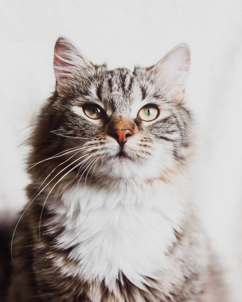istock cute brown striped cat looking up portrait 1140121907