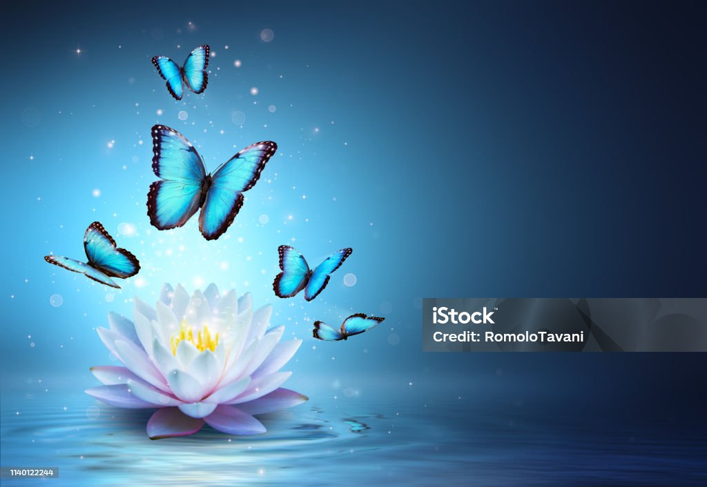 Mariposas Y Nenúfar En Aguabelleza Milagro Foto de stock y más banco de imágenes de Mariposa - Lepidópteros - Mariposa - Lepidópteros, Loto sagrado, Loto - iStock Mariposas Y Nenúfar En Aguabelleza Milagro Foto de stock y más banco de imágenes de Mariposa - Lepidópteros - Mariposa - Lepidópteros, Loto sagrado, Loto - iStock