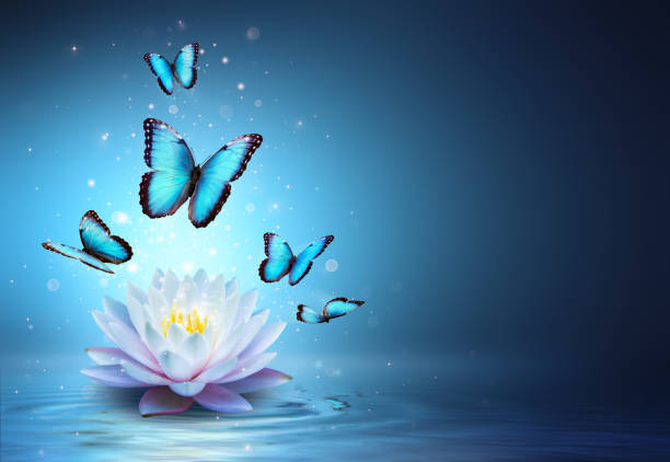 水の中の蝶とスイレン-美の奇跡 - lotus ストックフォトと画像