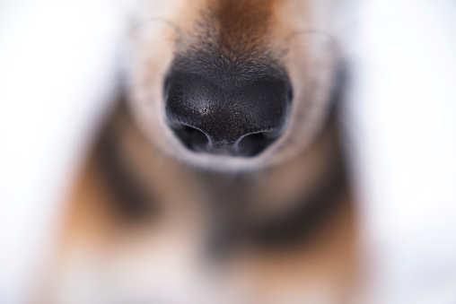 Close up of a dog nose