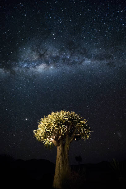 quivertree sotto la via lattea in namibia - erongo foto e immagini stock