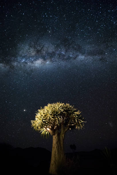 Quivertree under the milky way in Namibia stock photo