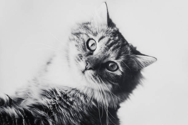 istock cute brown striped kitten in black and white 1140125084