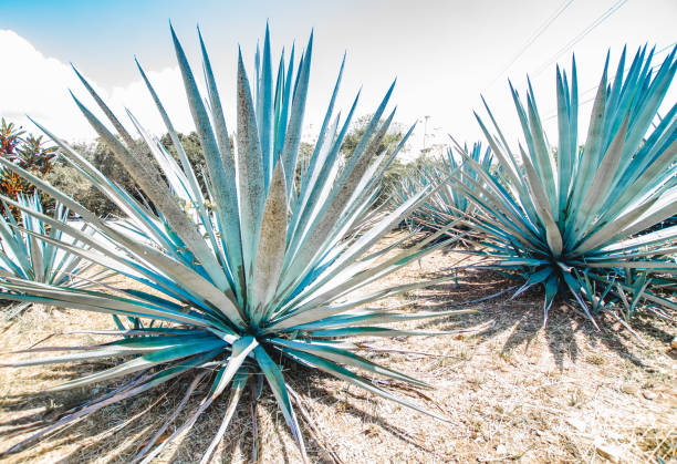 Blue Agave - Tequila Cactus Peyote Cactus, Plant, Cactus, Latin America, Quintana roo blue agave photos stock pictures, royalty-free photos & images